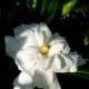 those-fragrant-flowers