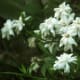those-fragrant-flowers
