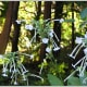 those-fragrant-flowers