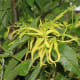 those-fragrant-flowers