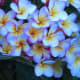 those-fragrant-flowers