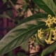 those-fragrant-flowers