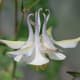 The sweet-smelling beauties look like swans from this angle.