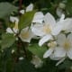 those-fragrant-flowers