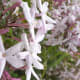 those-fragrant-flowers