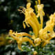 those-fragrant-flowers