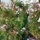 I got this jasmine a few years ago from Wal-Mart garden center, and every spring, it bursts with beautiful, sweet-smelling white blossoms.