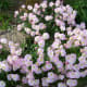 those-fragrant-flowers