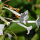 those-fragrant-flowers