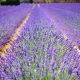 those-fragrant-flowers