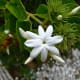Sampaguita is the national flower of both the Philippines and Indonesia.