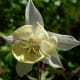 those-fragrant-flowers