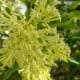 The flowers of night-blooming jasmine remain closed during the day.