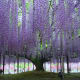 This beautiful, 150-year-old wisteria can be found in Japan.
