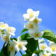 those-fragrant-flowers