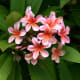 those-fragrant-flowers