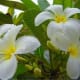 Plumeria is a common tree in the Philippines, where it is known as calachuchi or kalachuchi.