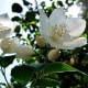 those-fragrant-flowers