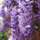 those-fragrant-flowers