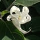 those-fragrant-flowers