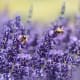 Lavender is a wonderful flower to pick and uplift your mood with its heavenly scent.