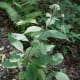 Flowering nettle.