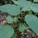Nettle is also known as stinging nettle.