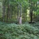 The nettle growing in my backyard. The "totem" is my husband's carving.