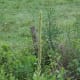 A closer view of the mullein growing near my house.