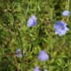 Chicory flowers opened up.
