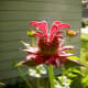 Monarda, or Bee Balm, opening