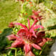 Monarda flowering