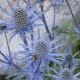 20-best-plants-for-sun-with-summer-flowers