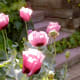 Poppies
