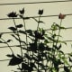 Monarda, or Bee Balm, grows waist high in good soil. Plant at the back of the border.