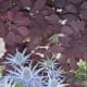 20-best-plants-for-sun-with-summer-flowers