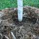 Mulch ring around a tree.