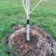 Tree wraps and a proper ring of mulch around tree.