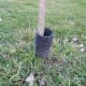 A segment of corrugated plastic drain pipe protecting the trunk of a young tree.