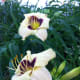 Pandora's Box daylilies