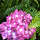 top-low-maintenance-perennials-with-beautiful-flowers