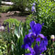 Blue irises.