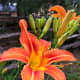 Orange daylilies