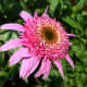 Pink "Double Delight" coneflower
