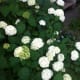 top-low-maintenance-perennials-with-beautiful-flowers
