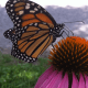 Monarch butterflies love coneflowers