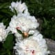 White peonies in the garden.