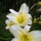 Pale yellow daylilies