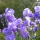 top-low-maintenance-perennials-with-beautiful-flowers