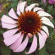This coneflower reminded me of a pinwheel!
